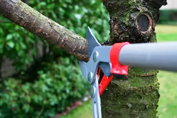 tree services Central Garage